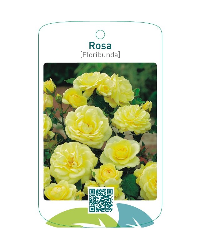 Rosa [Floribunda]  lichtgeel