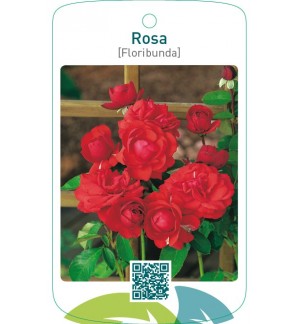 Rosa [Floribunda]  lichtrood