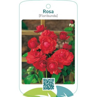 Rosa [Floribunda]  lichtrood