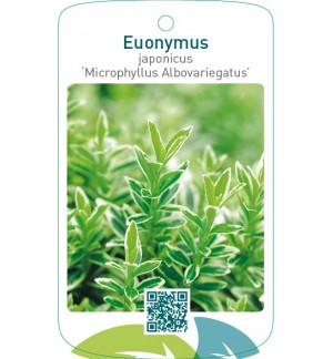Euonymus japonicus ‘Microphyllus Albovariegatus’