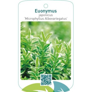 Euonymus japonicus ‘Microphyllus Albovariegatus’