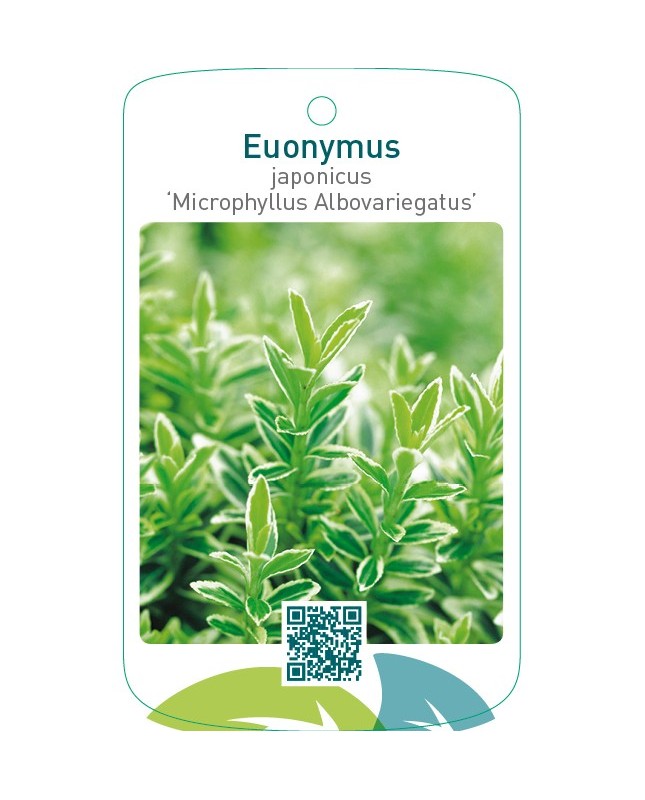 Euonymus japonicus ‘Microphyllus Albovariegatus’