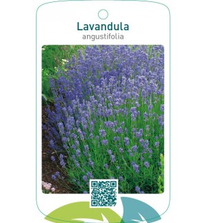 Lavandula angustifolia