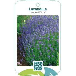 Lavandula angustifolia