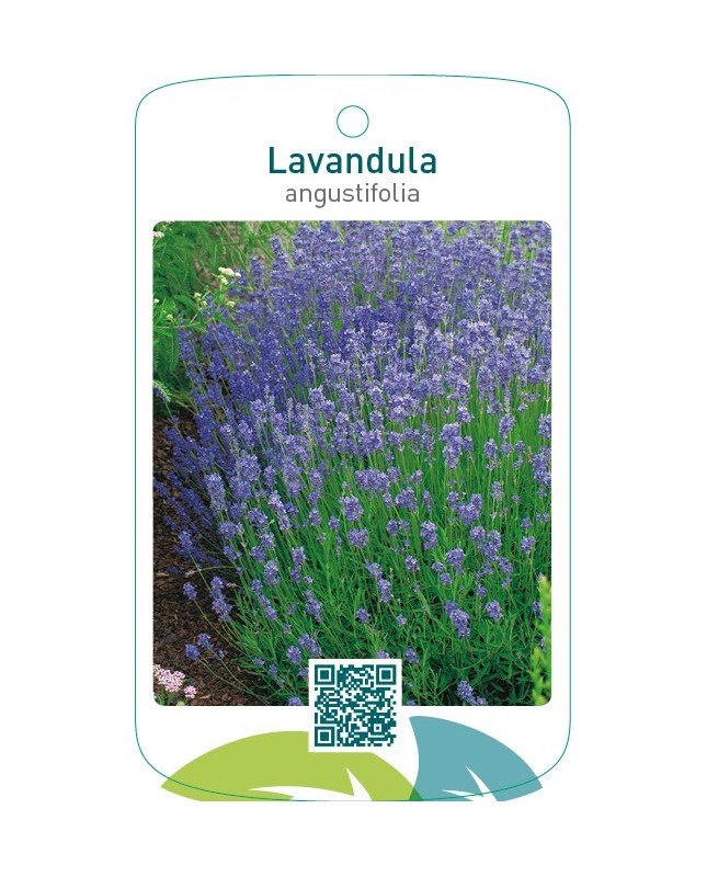 Lavandula angustifolia