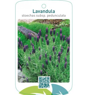 Lavandula stoechas subsp. pedunculata