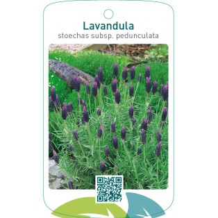 Lavandula stoechas subsp. pedunculata