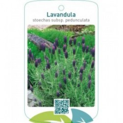 Lavandula stoechas subsp. pedunculata