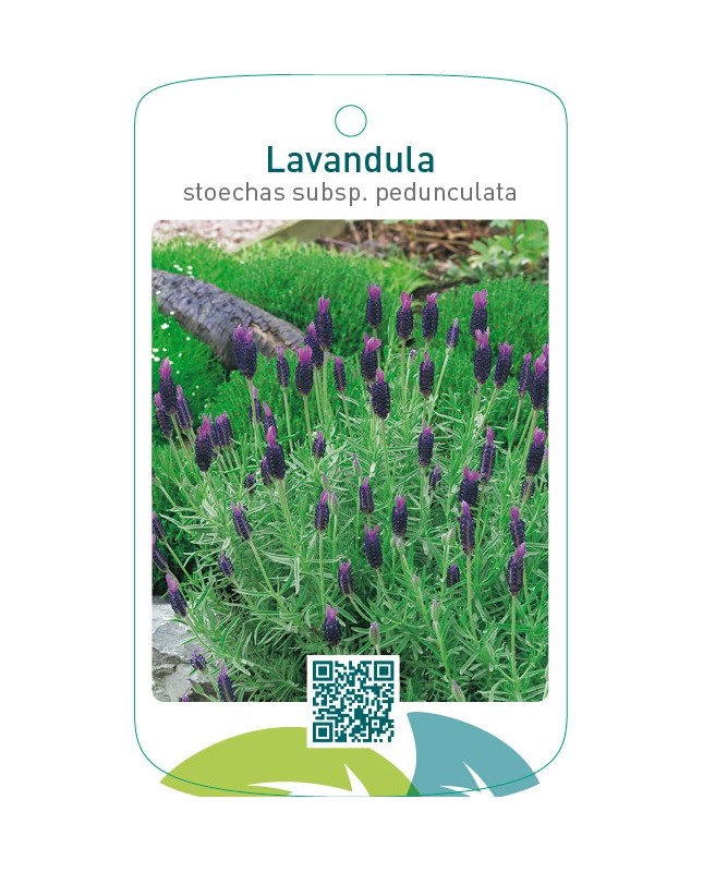Lavandula stoechas subsp. pedunculata