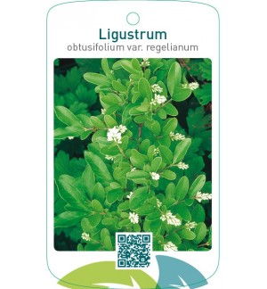 Ligustrum obtusifolium var. regelianum