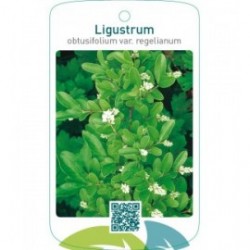 Ligustrum obtusifolium var. regelianum