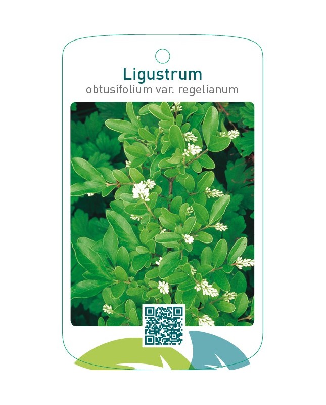 Ligustrum obtusifolium var. regelianum