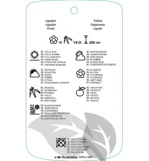 Etichette di Ligustrum obtusifolium var. regelianum *