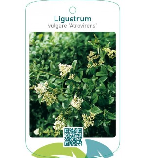 Ligustrum vulgare ‘Atrovirens’