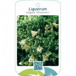 Ligustrum vulgare ‘Atrovirens’