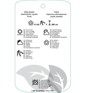 Etichette di Ligustrum vulgare ‘Atrovirens’ *