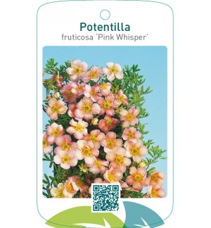 Potentilla fruticosa ‘Pink Whisper’