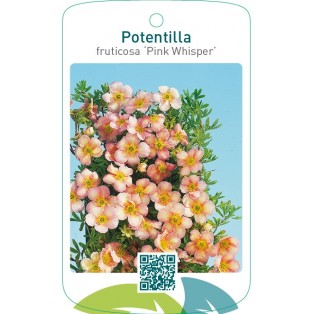 Potentilla fruticosa ‘Pink Whisper’