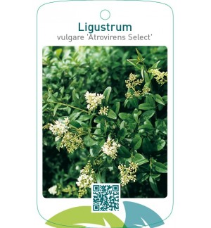 Ligustrum vulgare ‘Atrovirens Select’