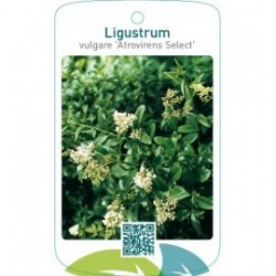 Ligustrum vulgare ‘Atrovirens Select’