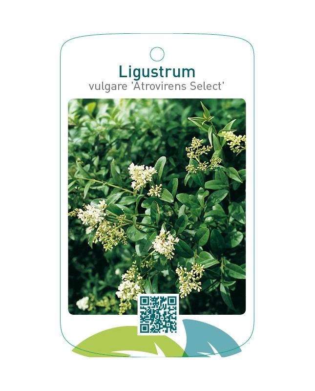 Ligustrum vulgare ‘Atrovirens Select’