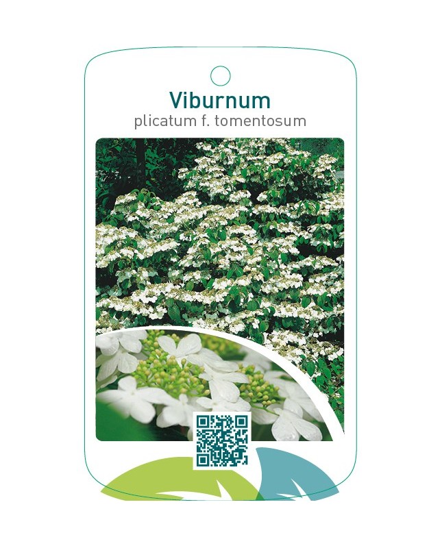 Viburnum plicatum f. tomentosum