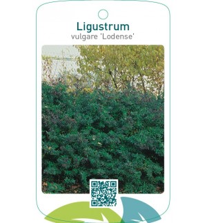 Ligustrum vulgare ‘Lodense’