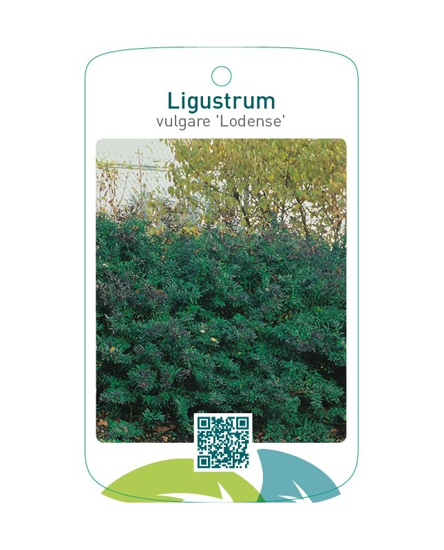 Ligustrum vulgare ‘Lodense’