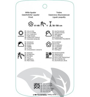 Etichette di Ligustrum vulgare ‘Lodinse’ *