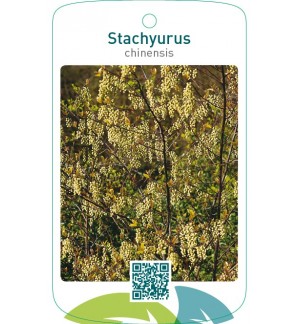 Stachyurus chinensis