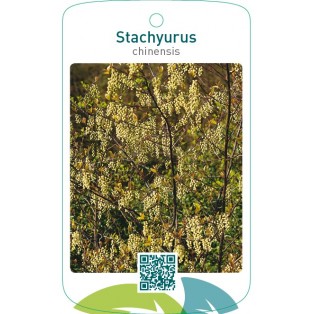 Stachyurus chinensis