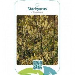 Stachyurus chinensis