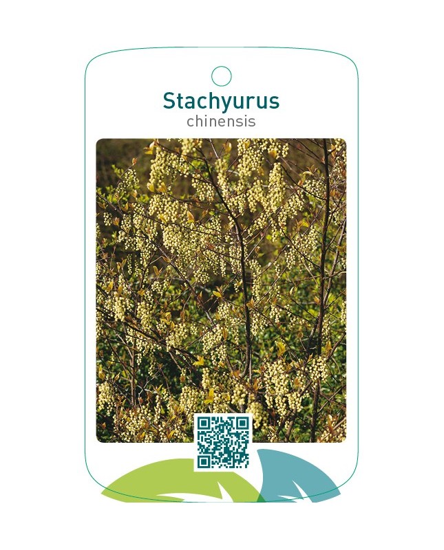 Stachyurus chinensis