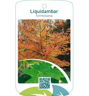 Liquidambar formosana