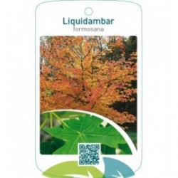 Liquidambar formosana