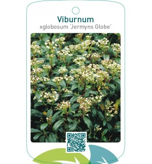 Viburnum xglobosum ‘Jermyns Globe’