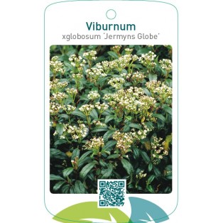 Viburnum xglobosum ‘Jermyns Globe’