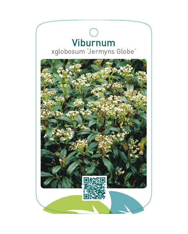Viburnum xglobosum ‘Jermyns Globe’