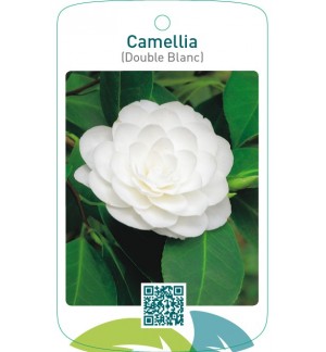 Camellia (Double Blanc)