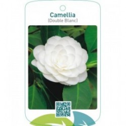 Camellia (Double Blanc)