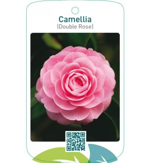 Camellia (Double Rose)