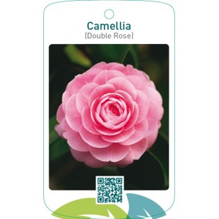 Camellia (Double Rose)