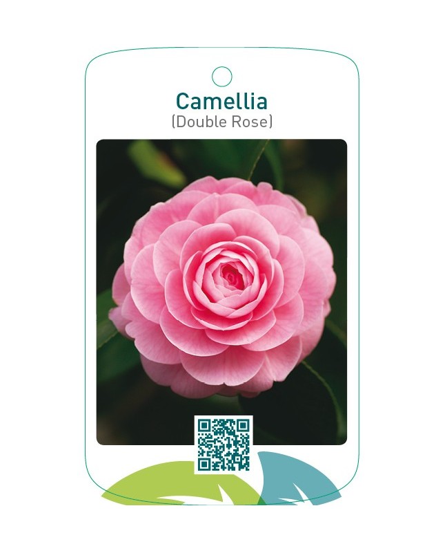 Camellia (Double Rose)