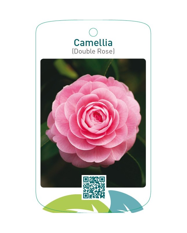 Camellia (Double Rose)
