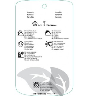 Etichette di Camellia (Double Rose) *