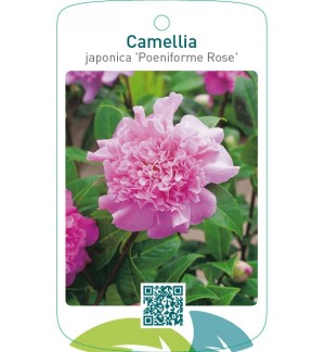 Camellia (Poeniforme Rose)