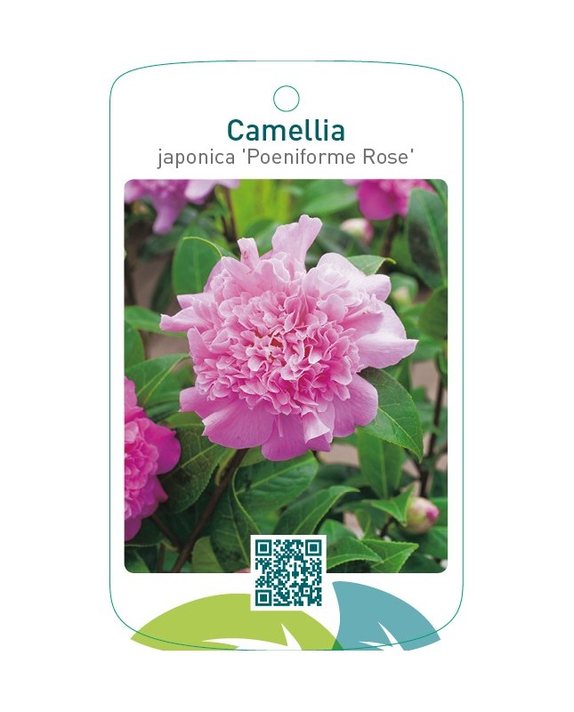 Camellia (Poeniforme Rose)