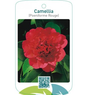Camellia (Poeniforme Rouge)