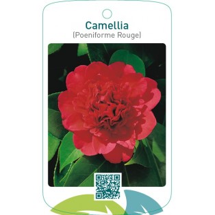 Camellia (Poeniforme Rouge)