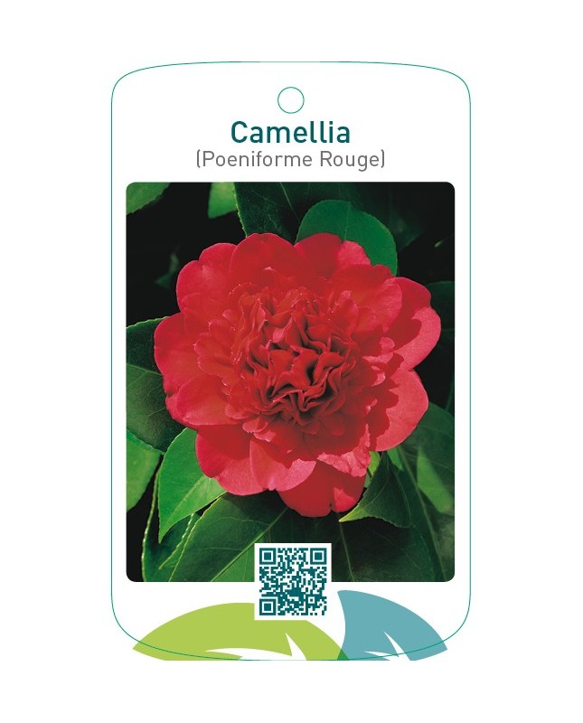 Camellia (Poeniforme Rouge)